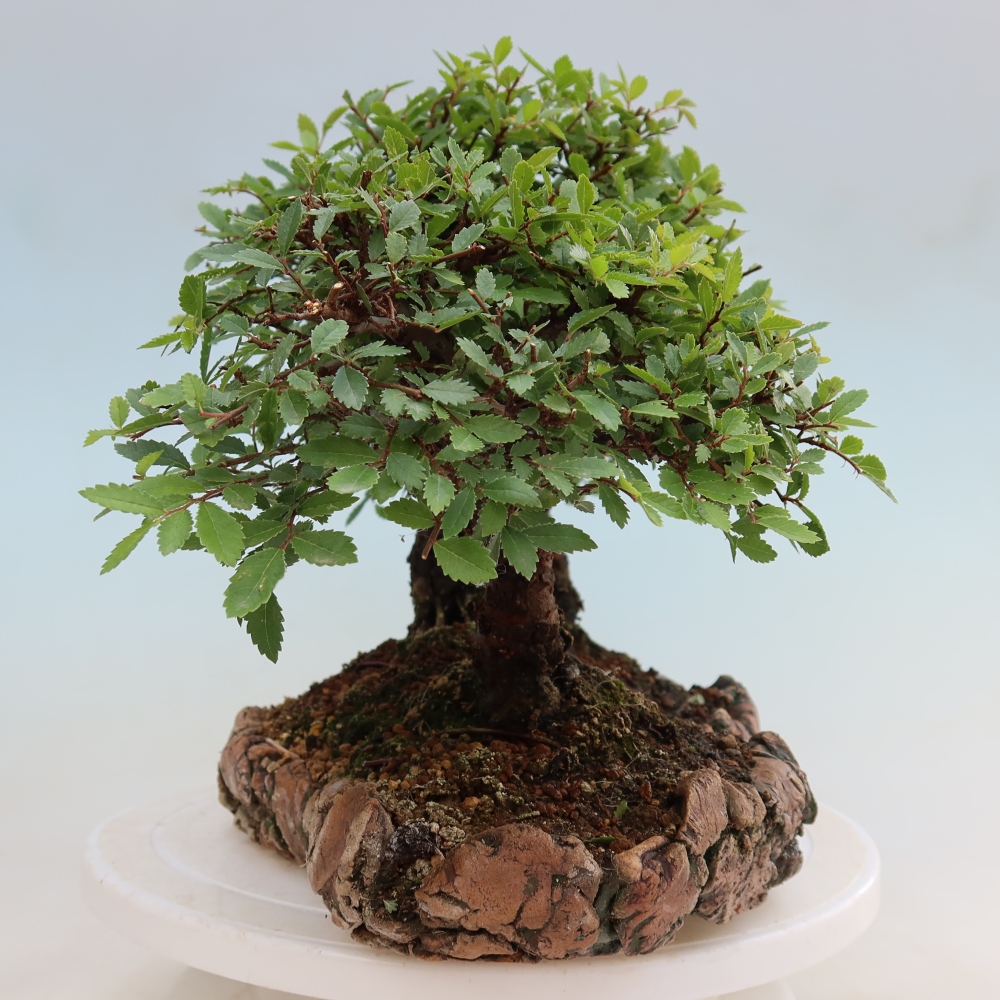 Venkovní bonsai - Zelkova - Zelkova NIRE - lesík