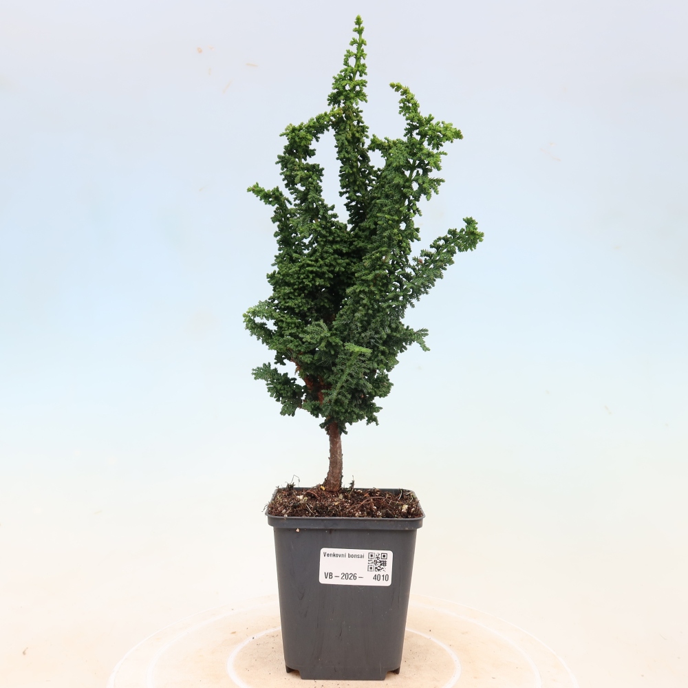 Venkovní bonsai - Cham. obtusa SEKKA HINOKI - Cypřišek