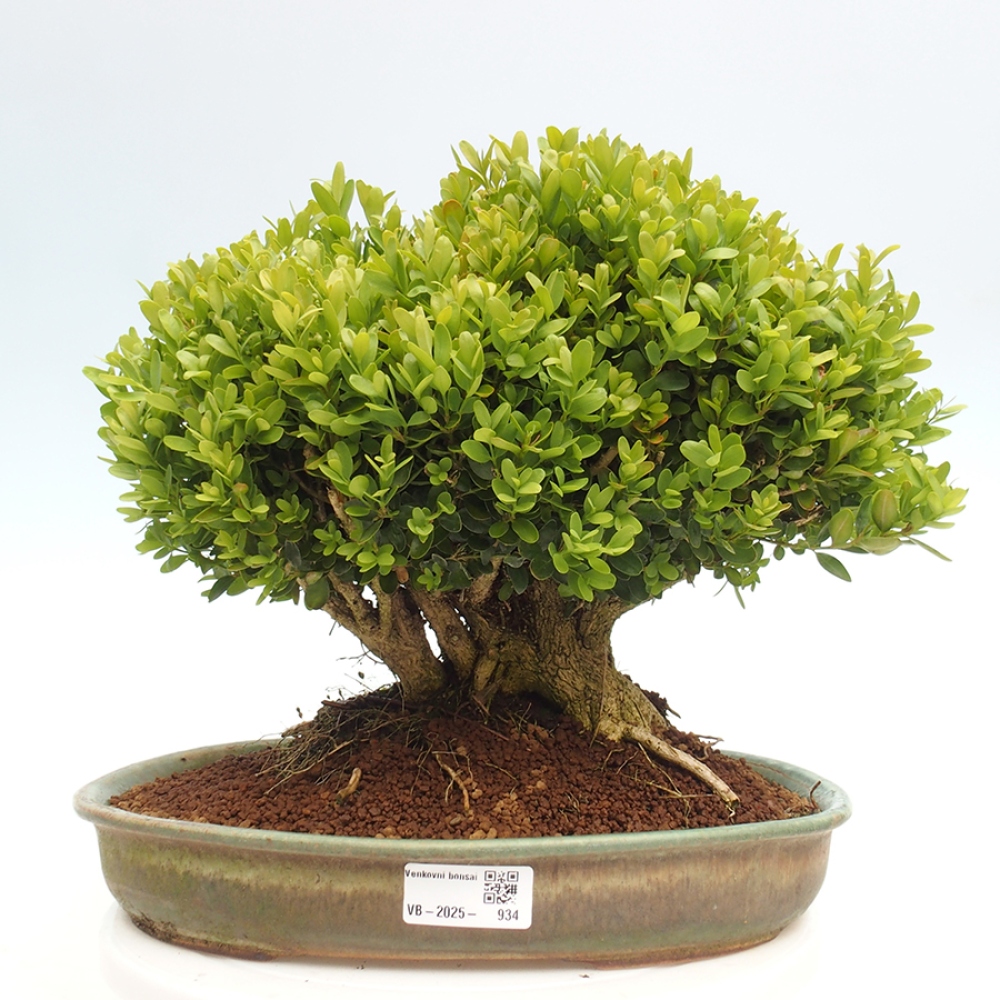 Venkovní bonsai - Buxus sempervirens - zimostráz