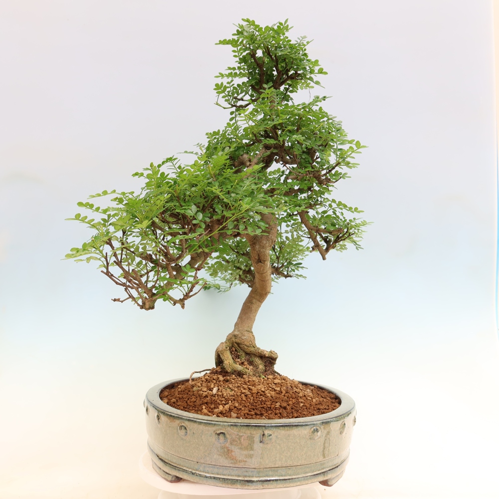 Pokojová bonsai - Zantoxylum piperitum - pepřovník