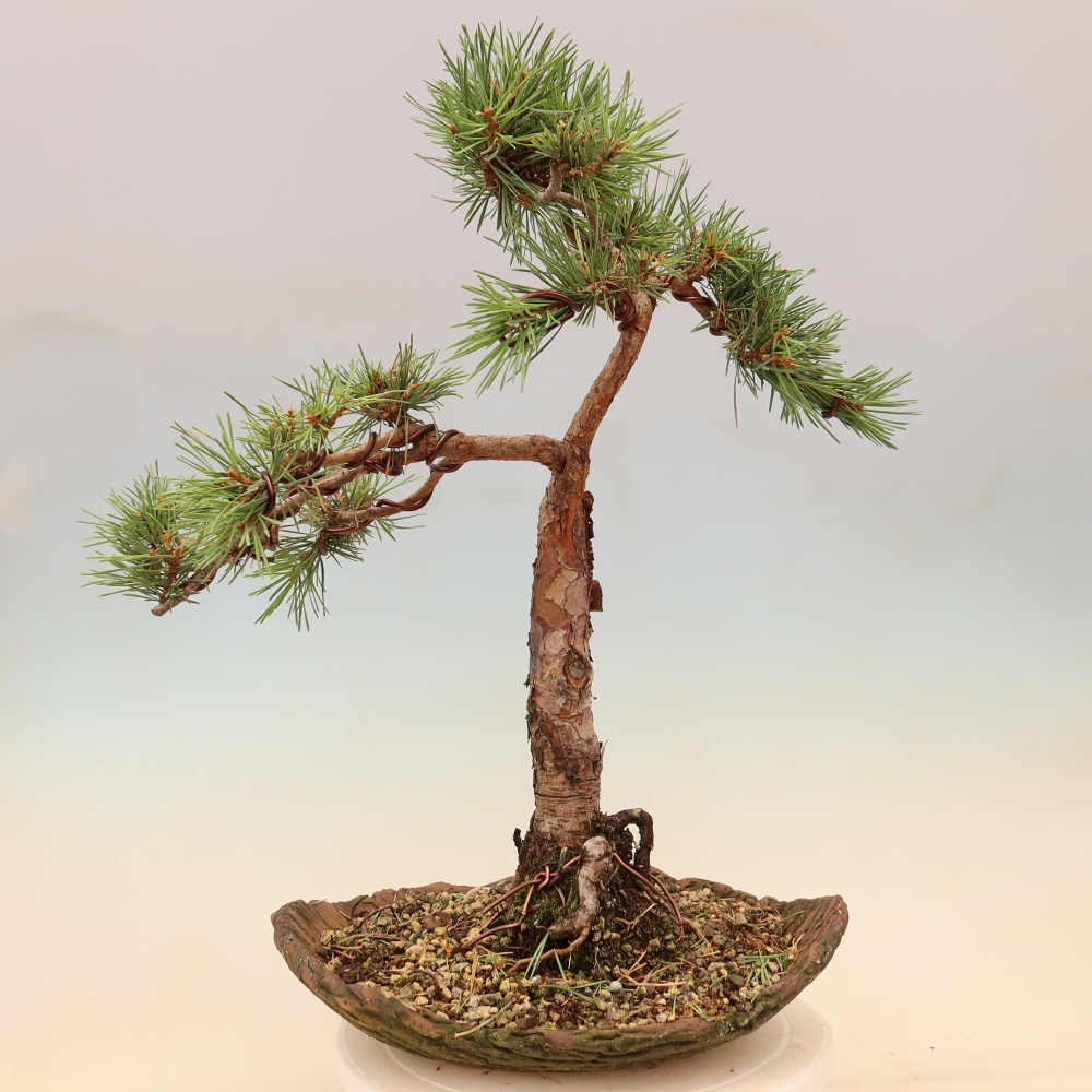 Venkovní bonsai - Pinus Sylvestris Watererri - Borovice lesní