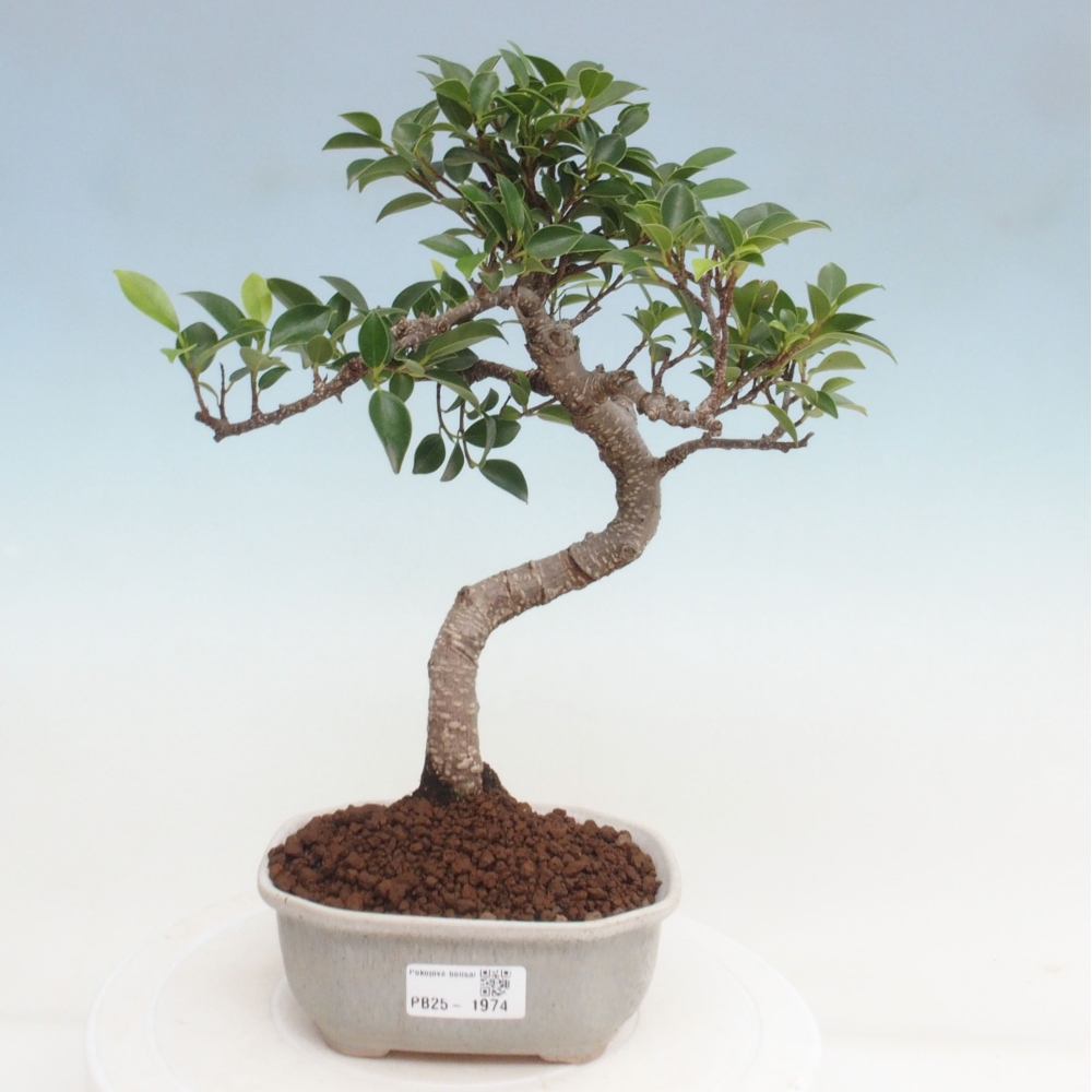 Pokojová bonsai - Ficus retusa -  malolistý fíkus