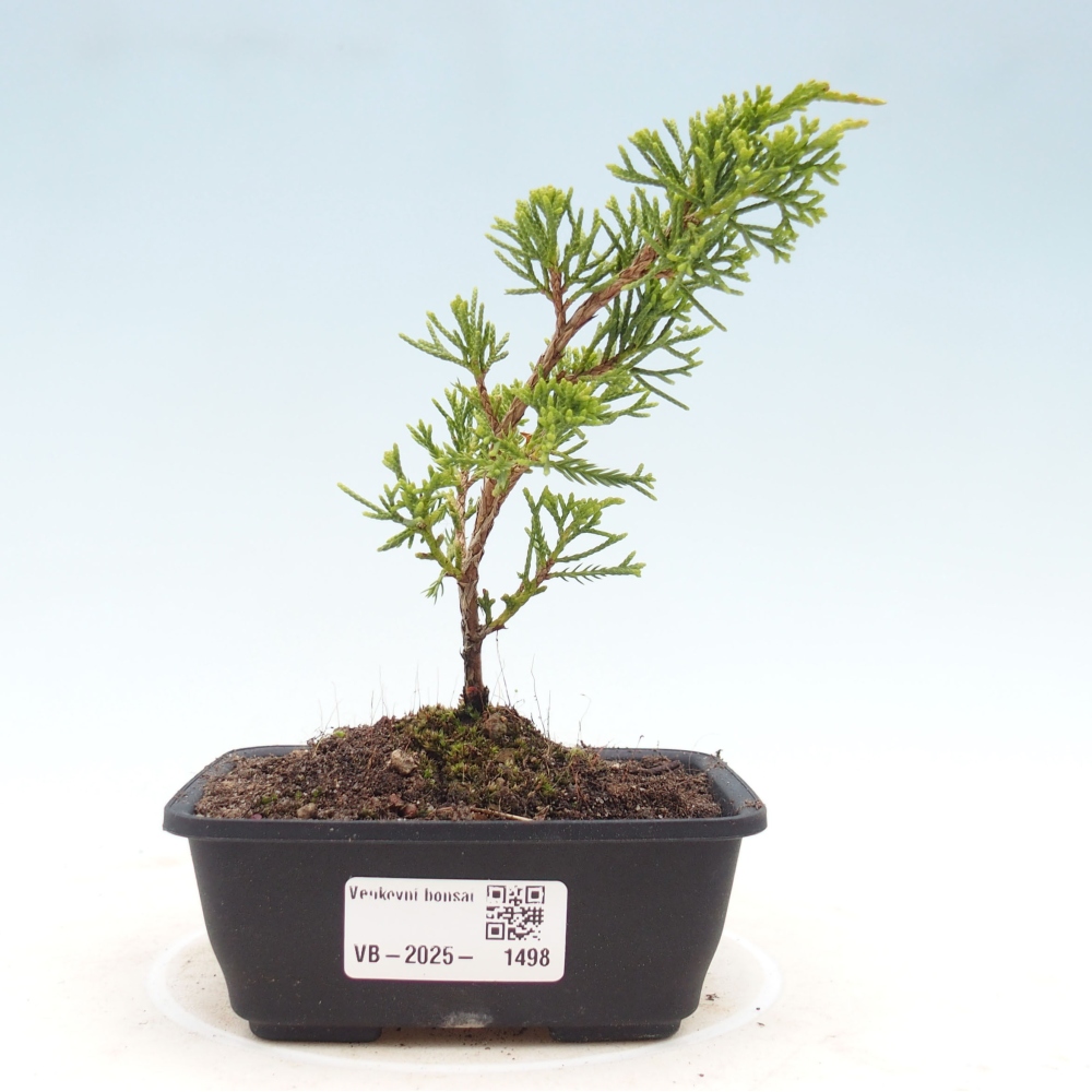 Venkovní bonsai - Juniperus chinensis Itoigawa -Jalovec čínský
