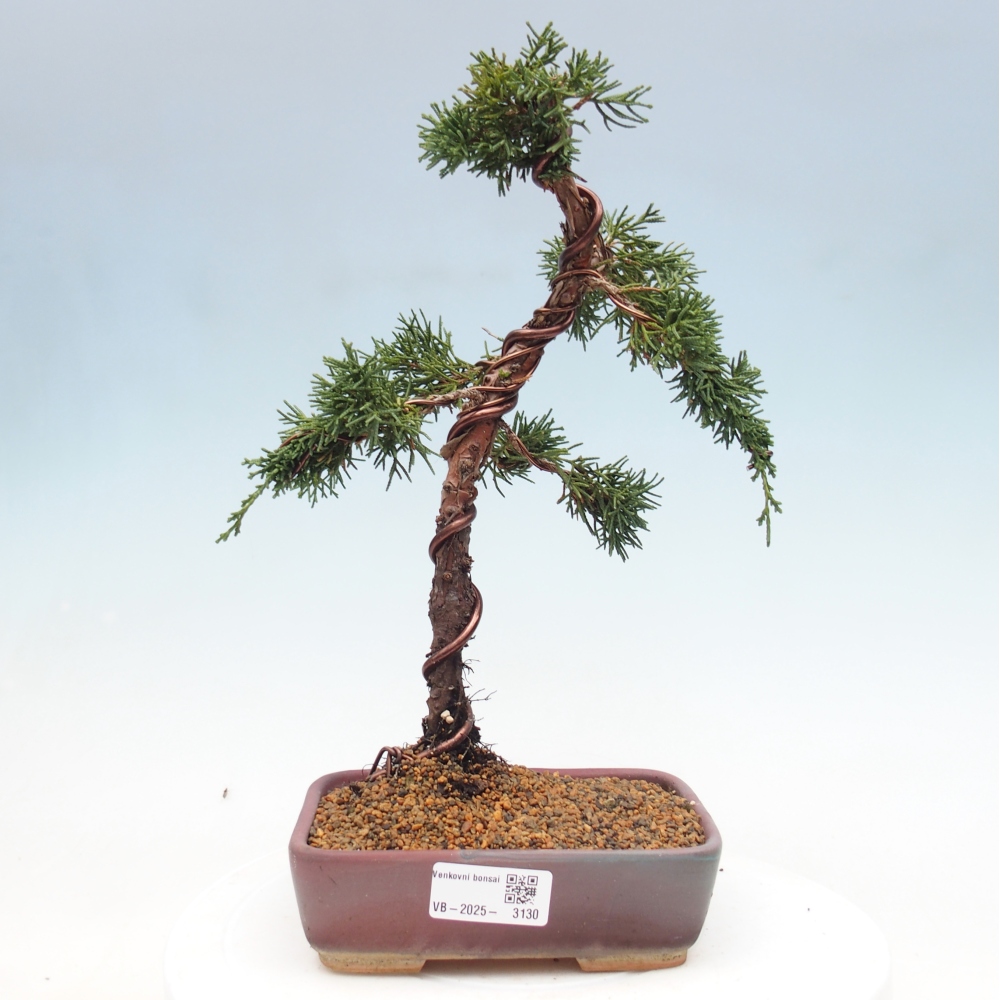 Venkovní bonsai - Juniperus chinensis Kishu -Jalovec čínský