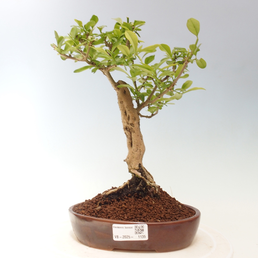 Venkovní bonsai - Prunus spinosa - trnka