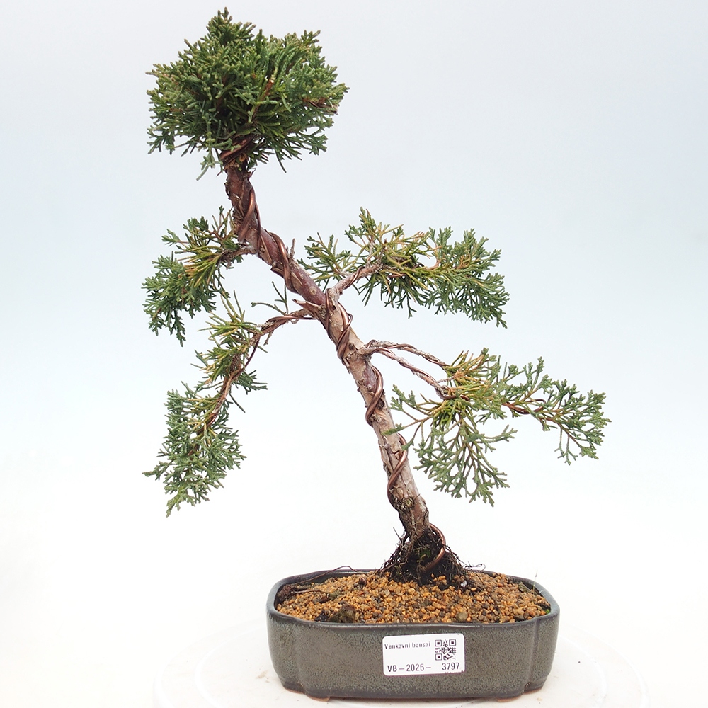 Venkovní bonsai - Juniperus chinensis Kishu -Jalovec čínský
