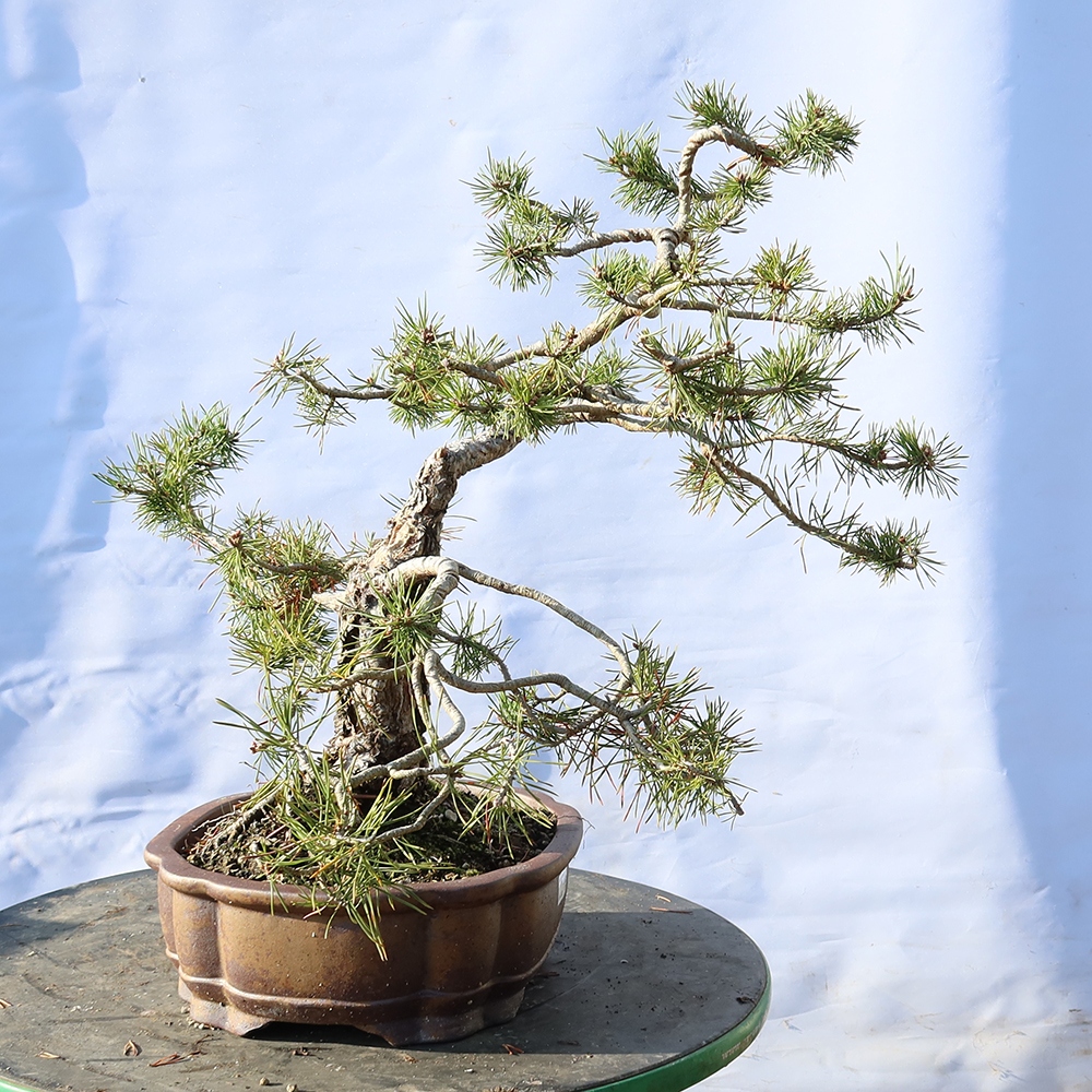 Pinus sylvestris Španělsko - borovice lesní