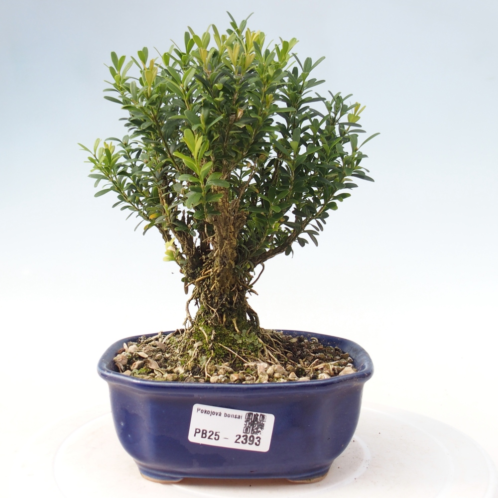 Pokojová bonsai - Buxus harlandii - korkový buxus