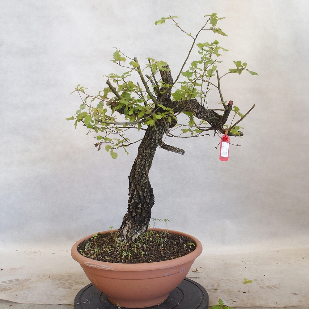 Venkovní bonsai Quercus Cerris - Dub Cer