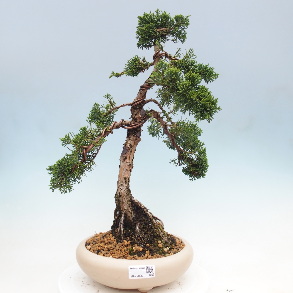 Venkovní bonsai - Juniperus chinensis Kishu -Jalovec čínský