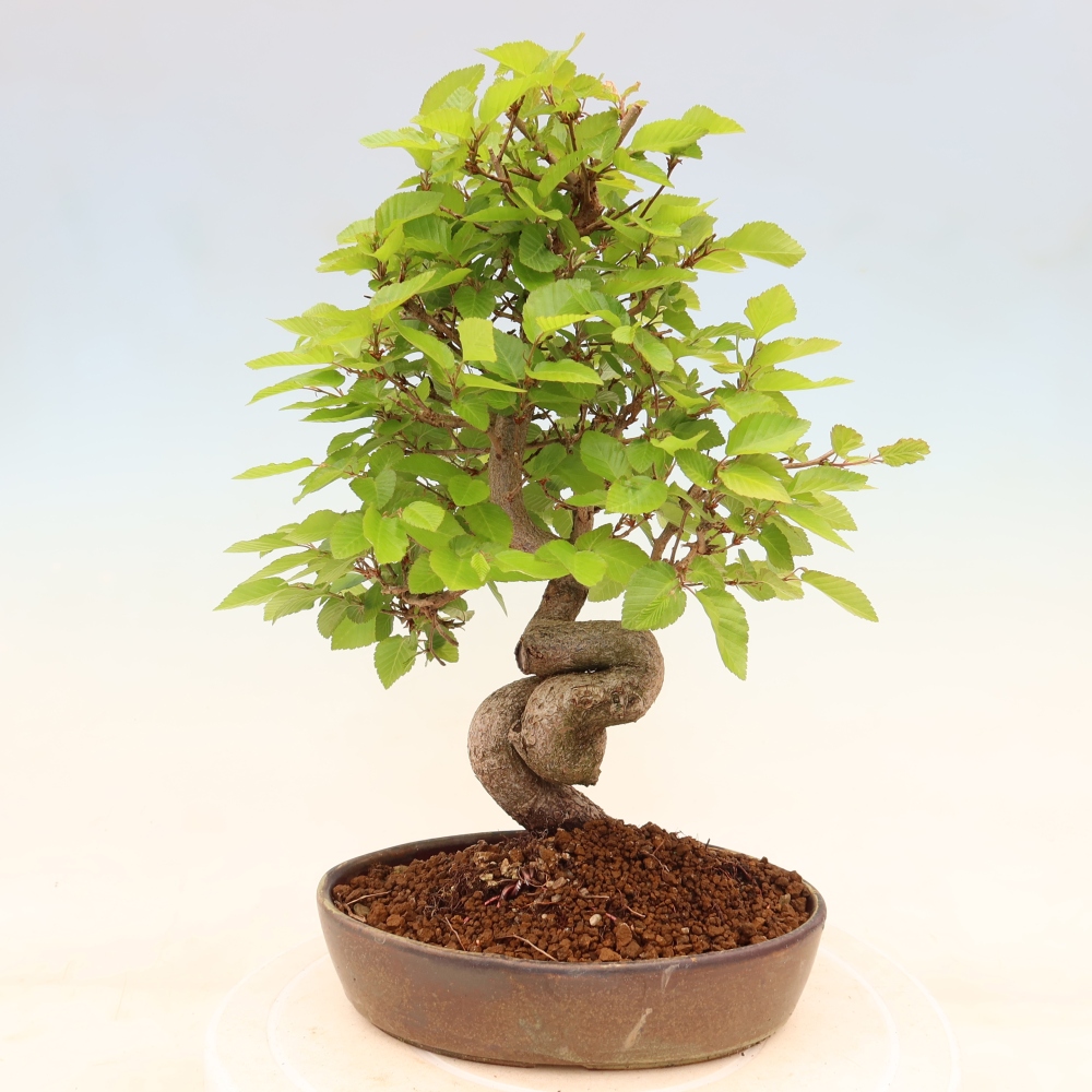 Venkovní bonsai -Carpinus coreana - Habr korejský
