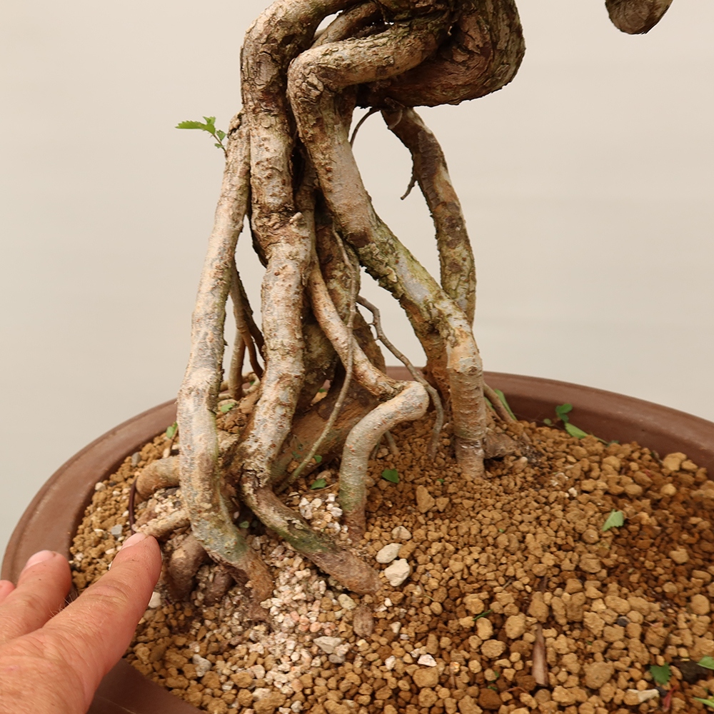 Venkovní bonsai - Zelkova - Zelkova NIRE