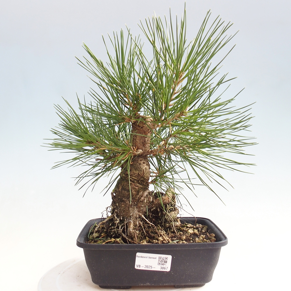 Venkovní bonsai - Pinus thunbergii - Borovice thunbergova