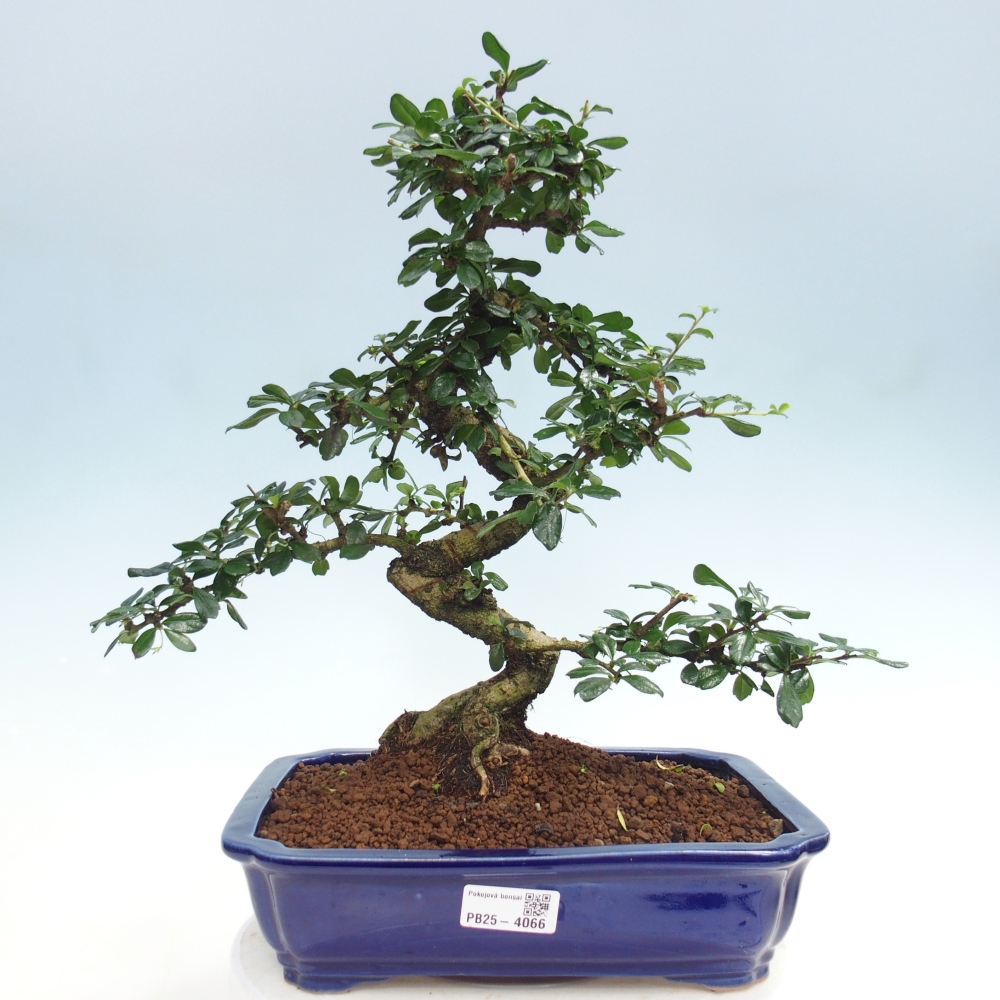 Pokojová bonsai - Carmona macrophylla - Čaj fuki