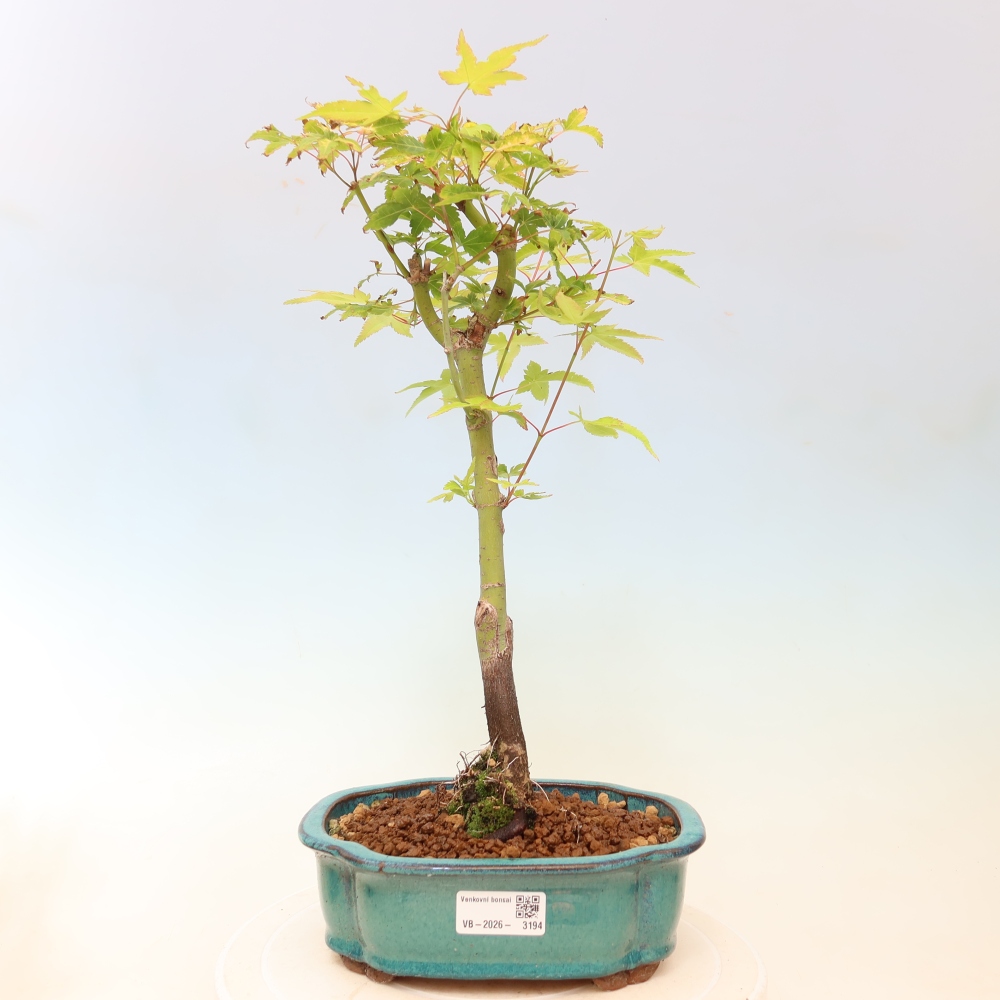 Acer palmatum Aureum - Javor dlanitolistý zlatý