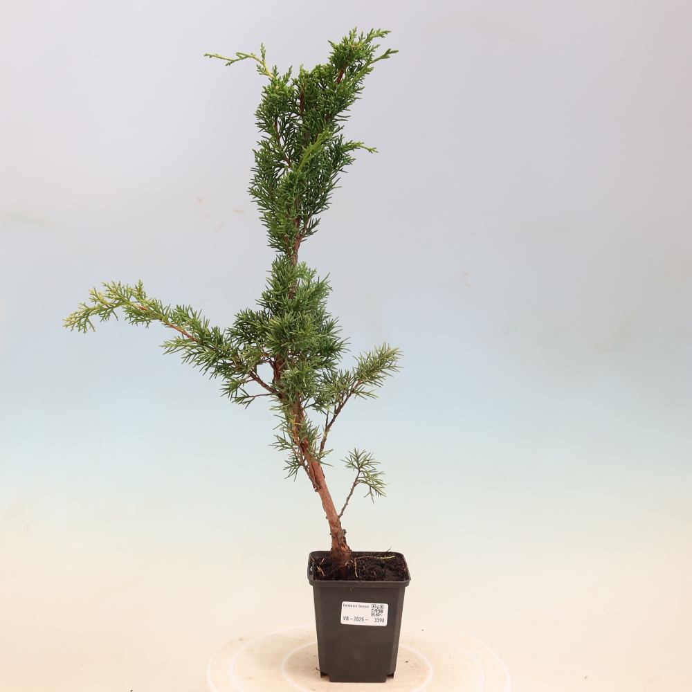 Venkovní bonsai - Juniperus chinensis Kishu -Jalovec čínský