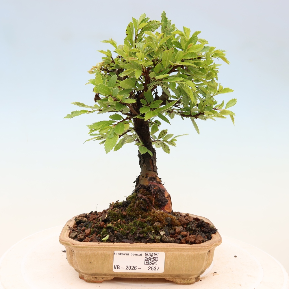 Venkovní bonsai - Zelkova - Zelkova NIRE
