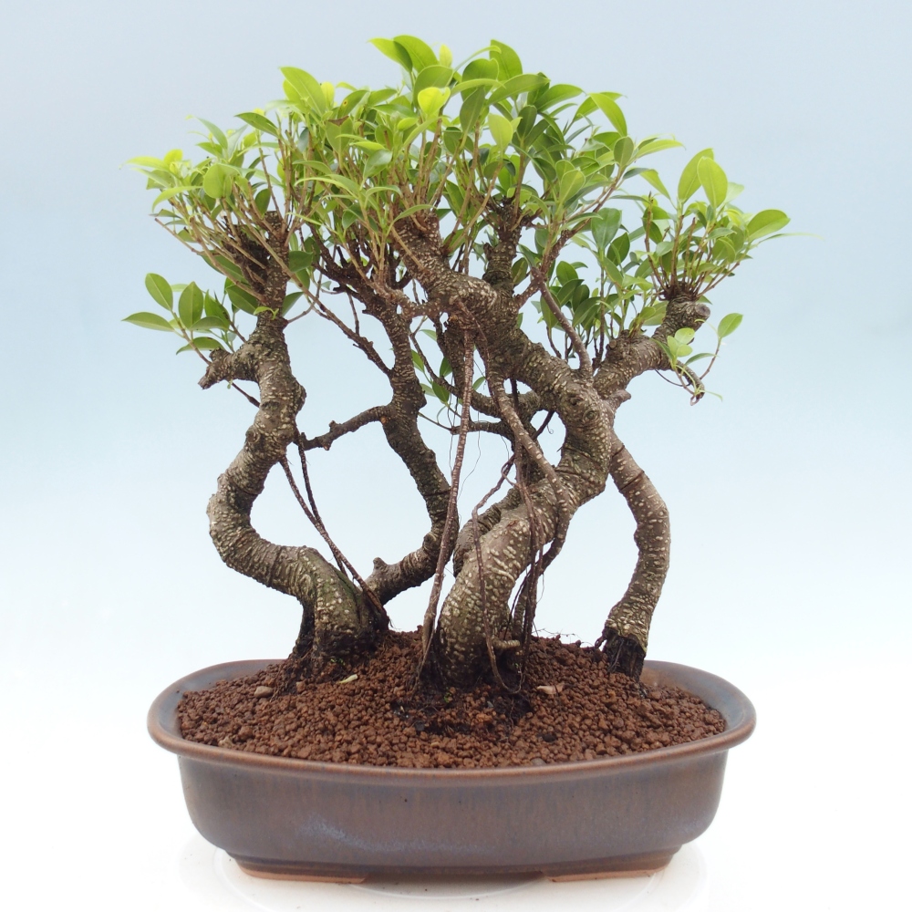 Pokojová bonsai - Ficus kimmen -  malolistý fíkus
