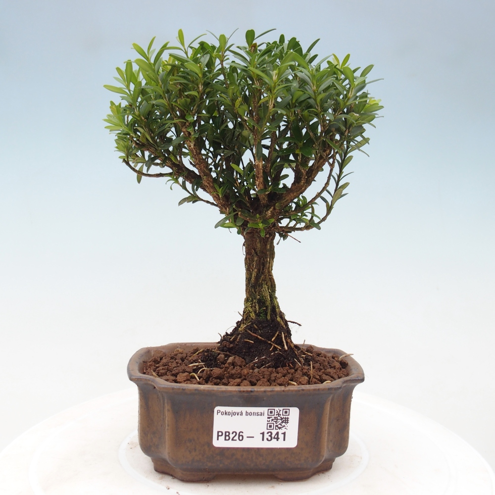 Pokojová bonsai - Buxus harlandii -korkový buxus