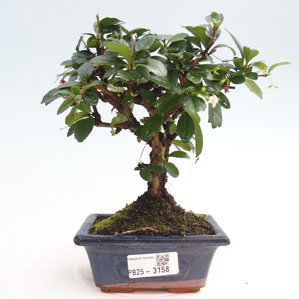 Pokojová bonsai - Carmona macrophylla - Čaj fuki
