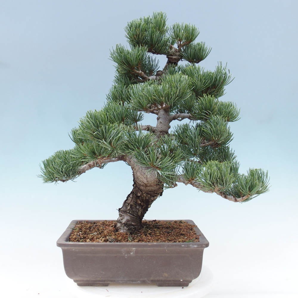 Venkovní bonsai - Pinus parviflora - Borovice drobnokvětá