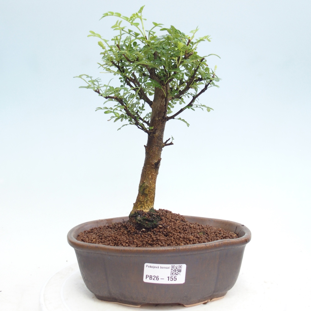 Pokojová bonsai - Zantoxylum piperitum - Pepřovník