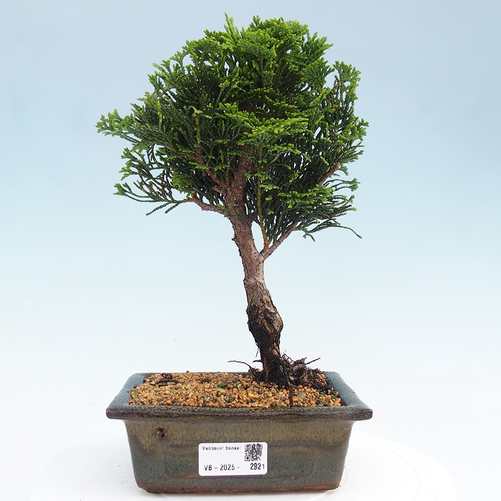 Venkovní bonsai - Cham.pis obtusa Nana Gracilis - Cypřišek