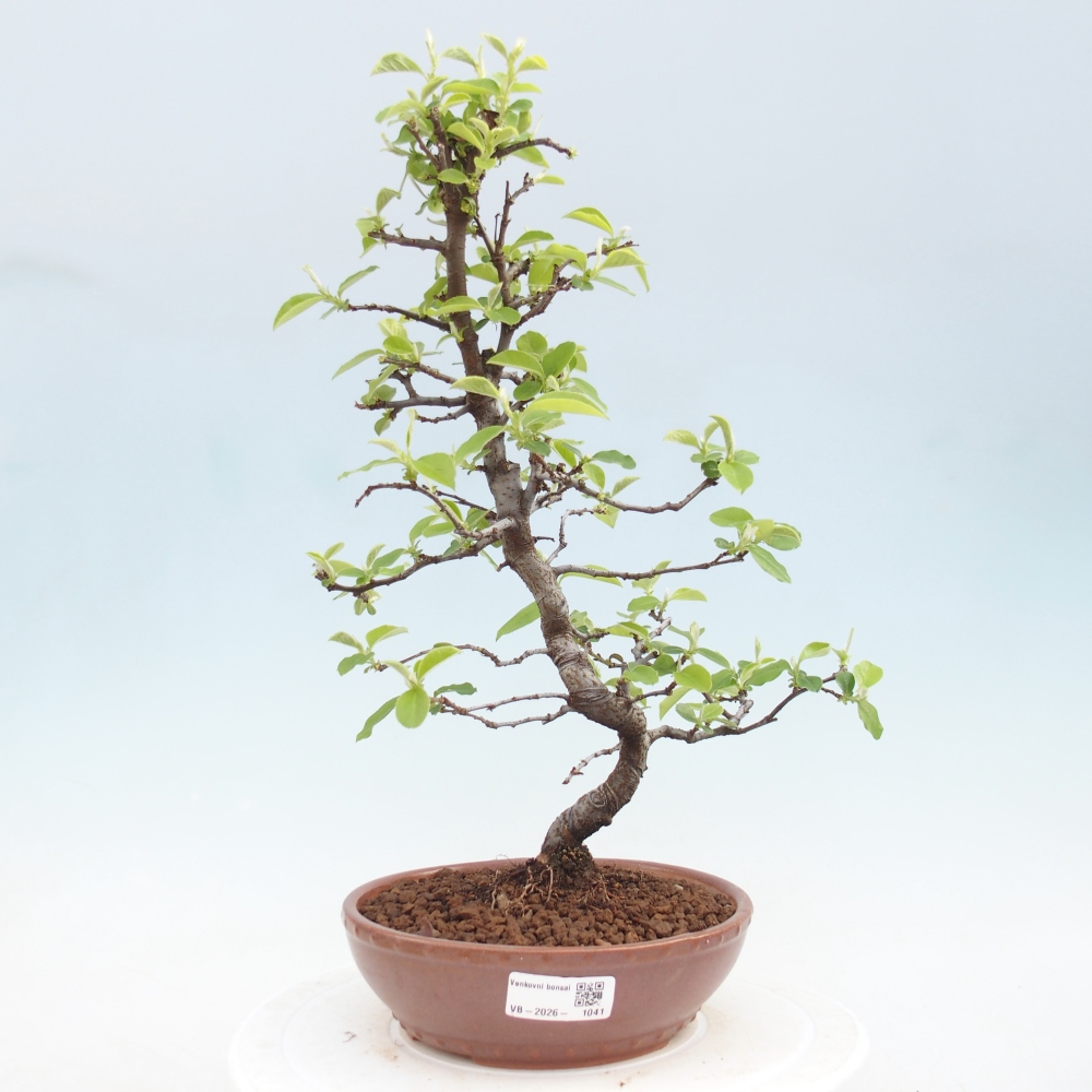 Venkovní  bonsai -  Chaneomeles chinensis - Kdoulovec čínsky