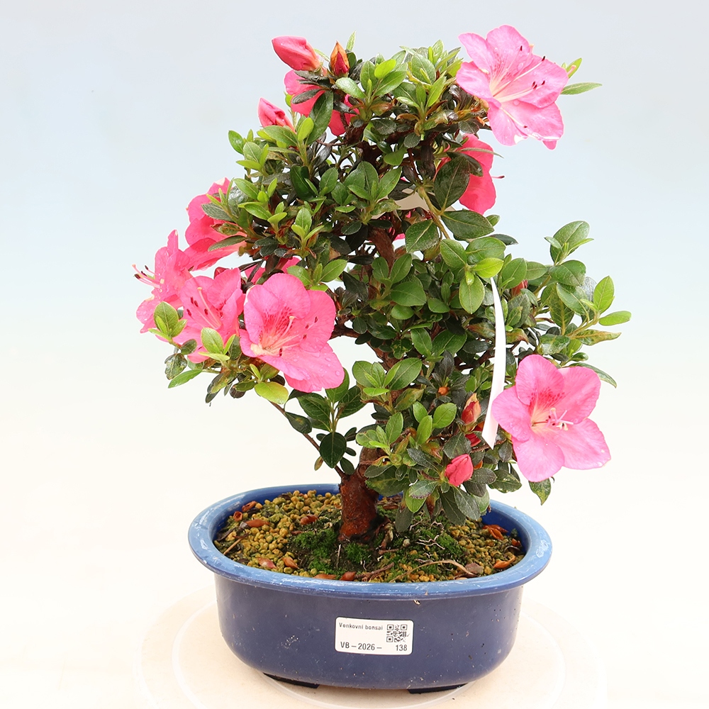 Venkovní bonsai - Japonská azalka - Azalea Kobai