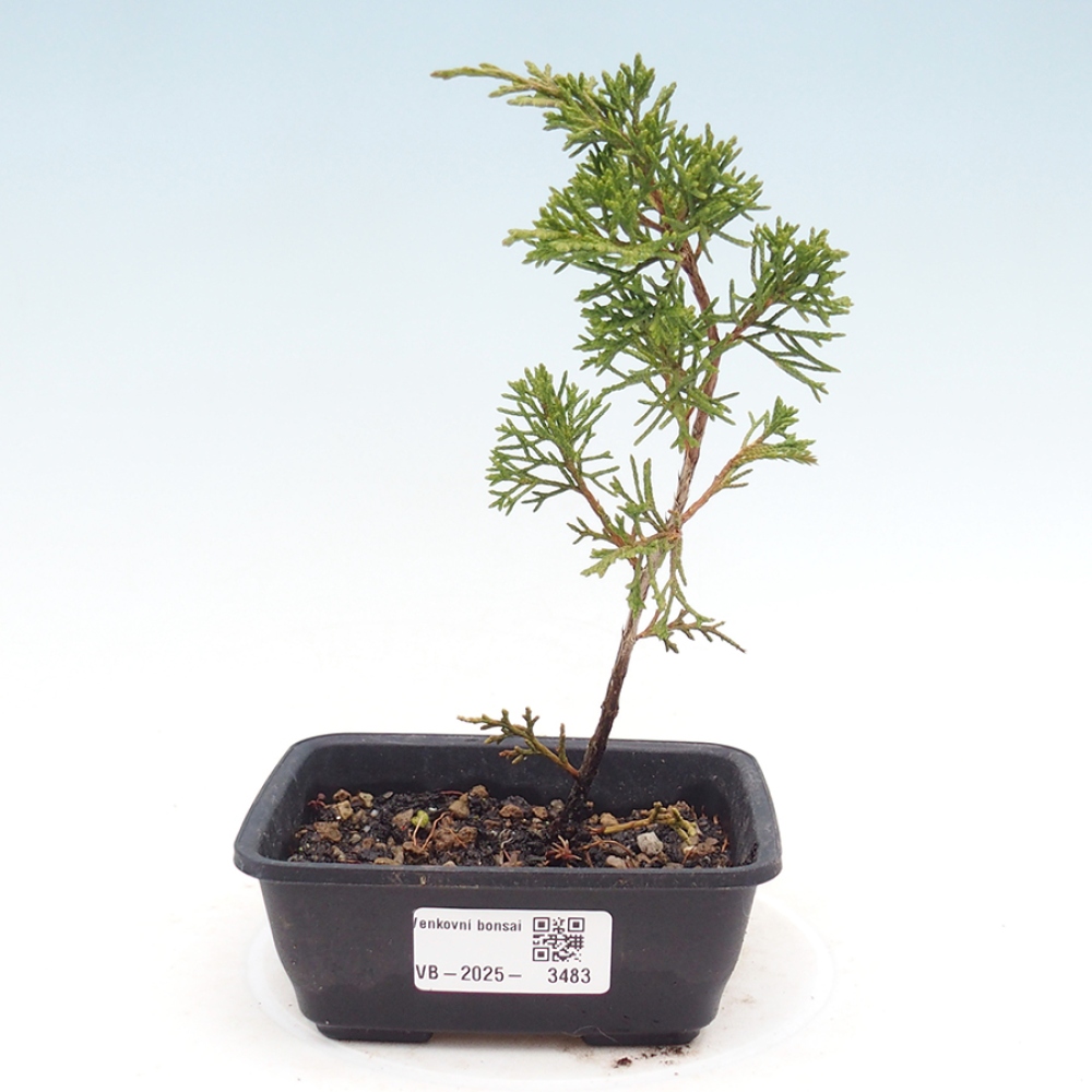 Venkovní bonsai - Juniperus chinensis Itoigawa -Jalovec čínský