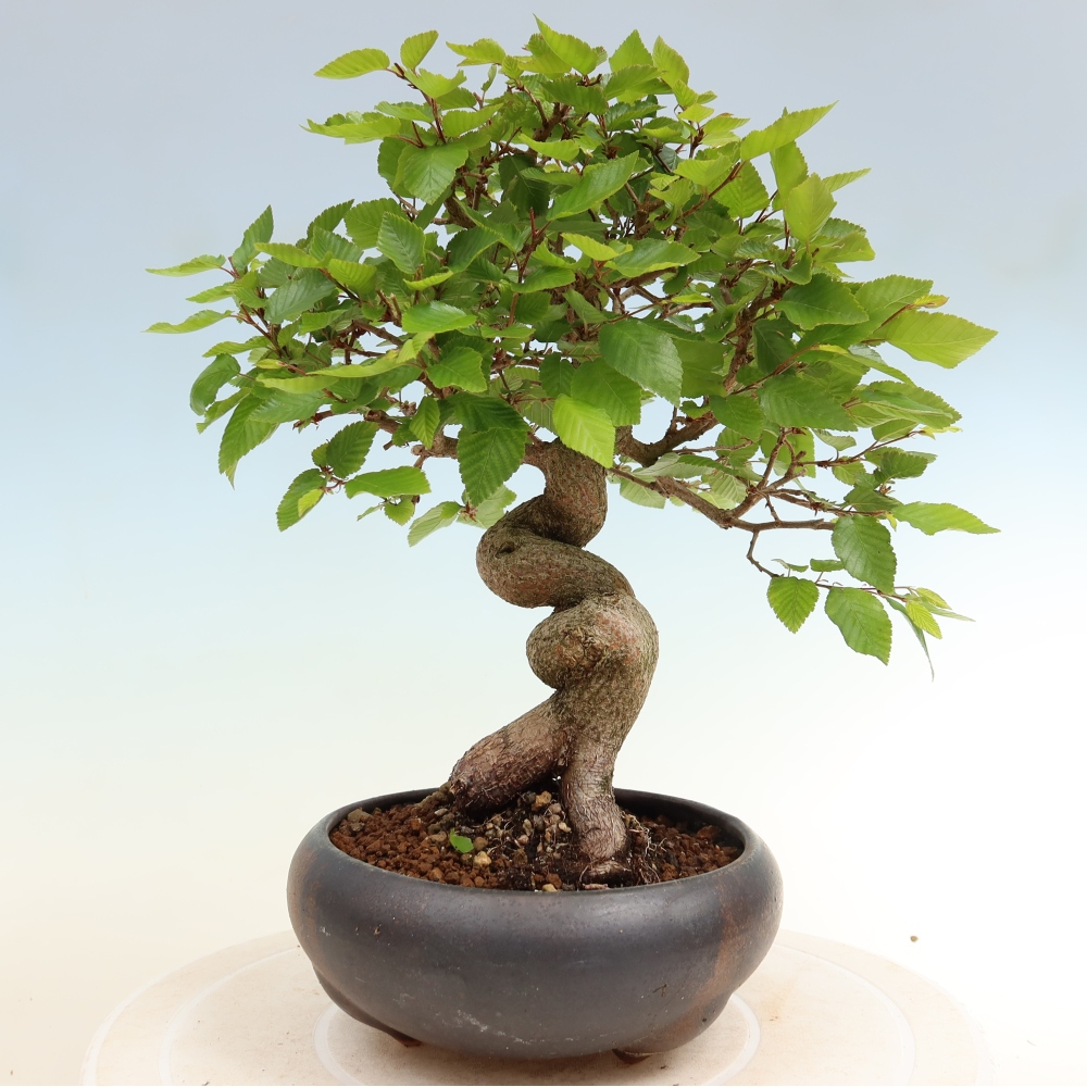 Venkovní bonsai -Carpinus coreana - Habr korejský