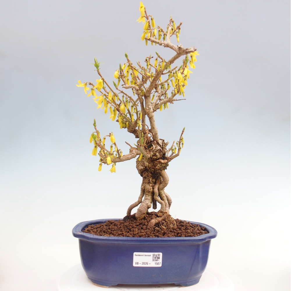 Venkovní bonsai - Zlatice - Forsythia koreana