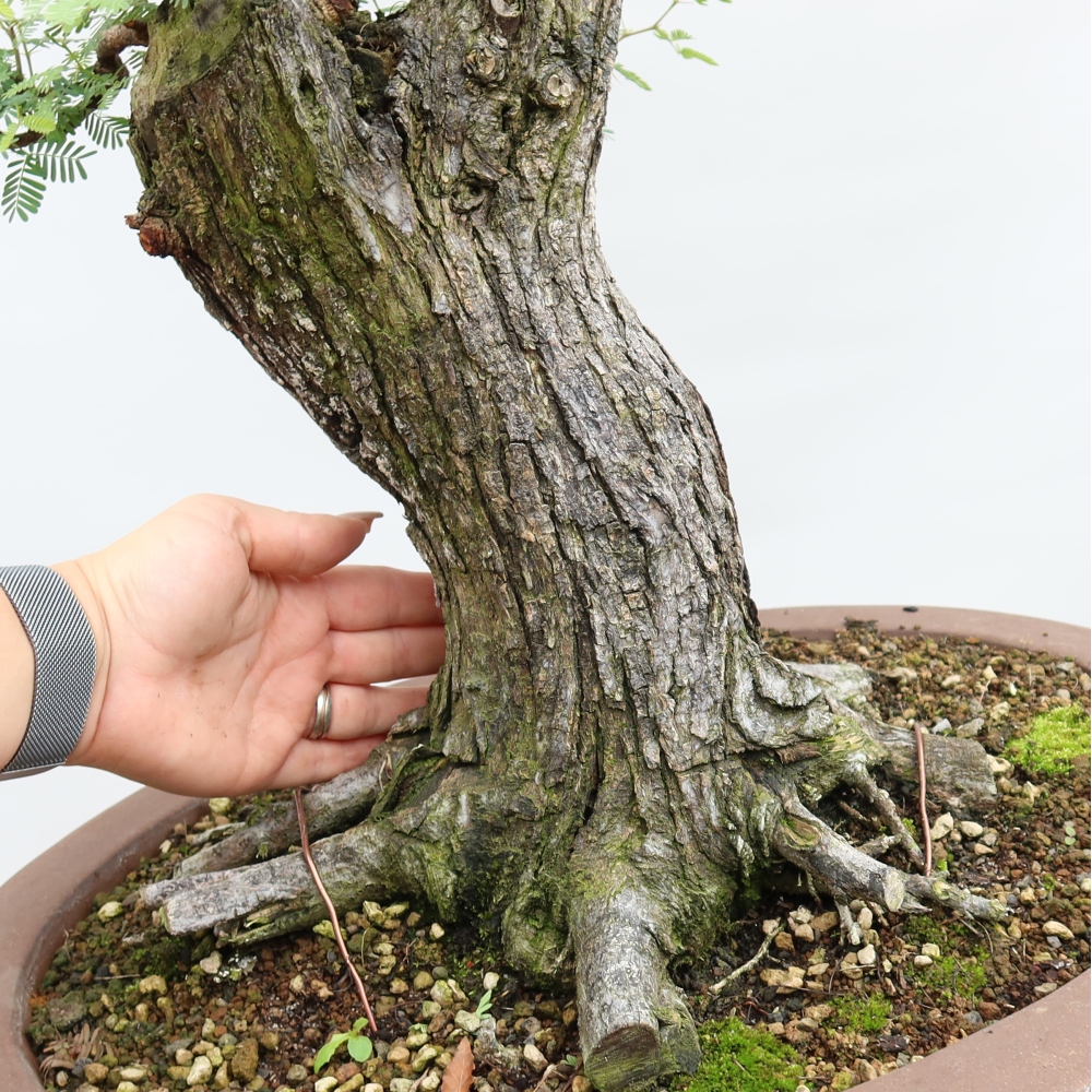 Pokojová bonsai - Akacia Arabica
