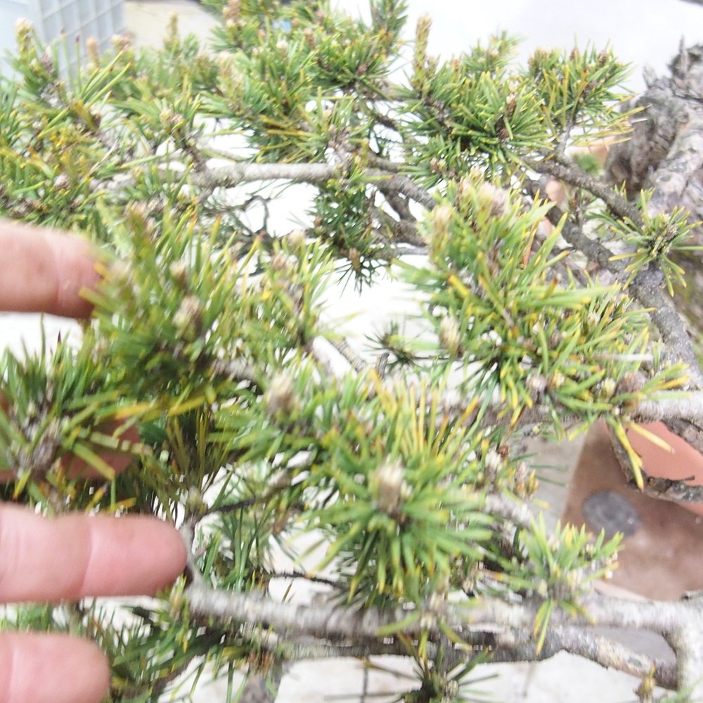 Yamadori - Pinus sylvestris 
