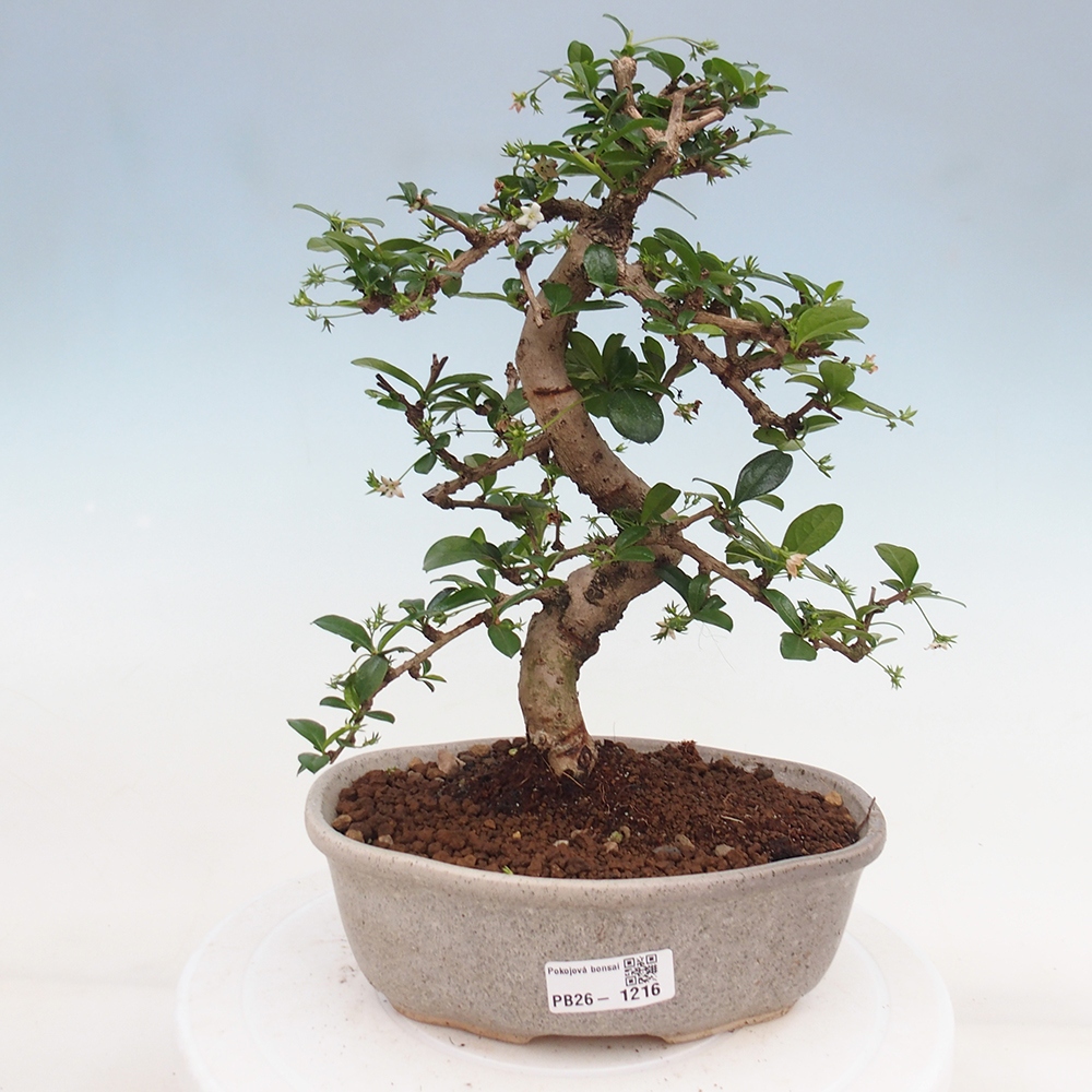 Pokojová bonsai - Carmona macrophylla - Čaj fuki