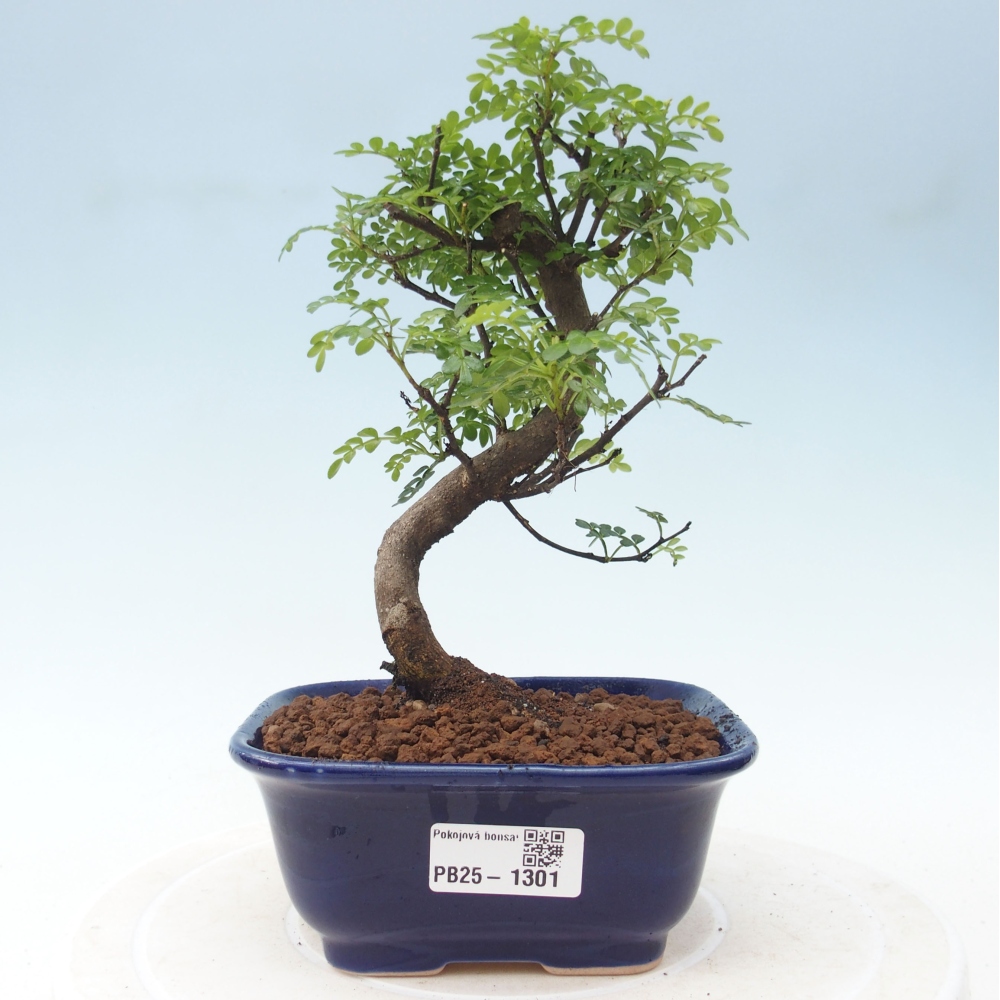 Pokojová bonsai - Zantoxylum piperitum - pepřovník