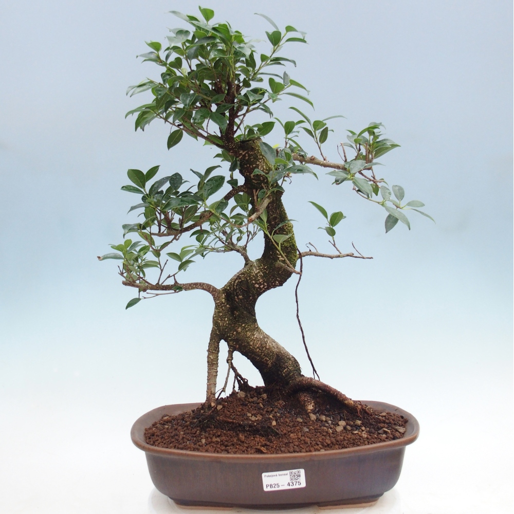 Pokojová bonsai - Ficus retusa -  malolistý fíkus