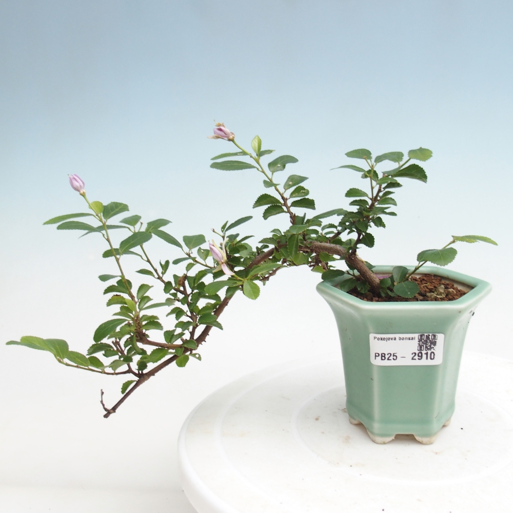 Pokojová bonsai - Grewia occidentalis - Hvězdice levandulová