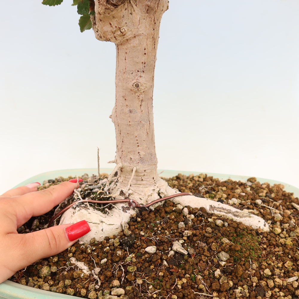 Pokojová bonsai - Hibiscus tiliaceus - Ibišek lípovitý, morský