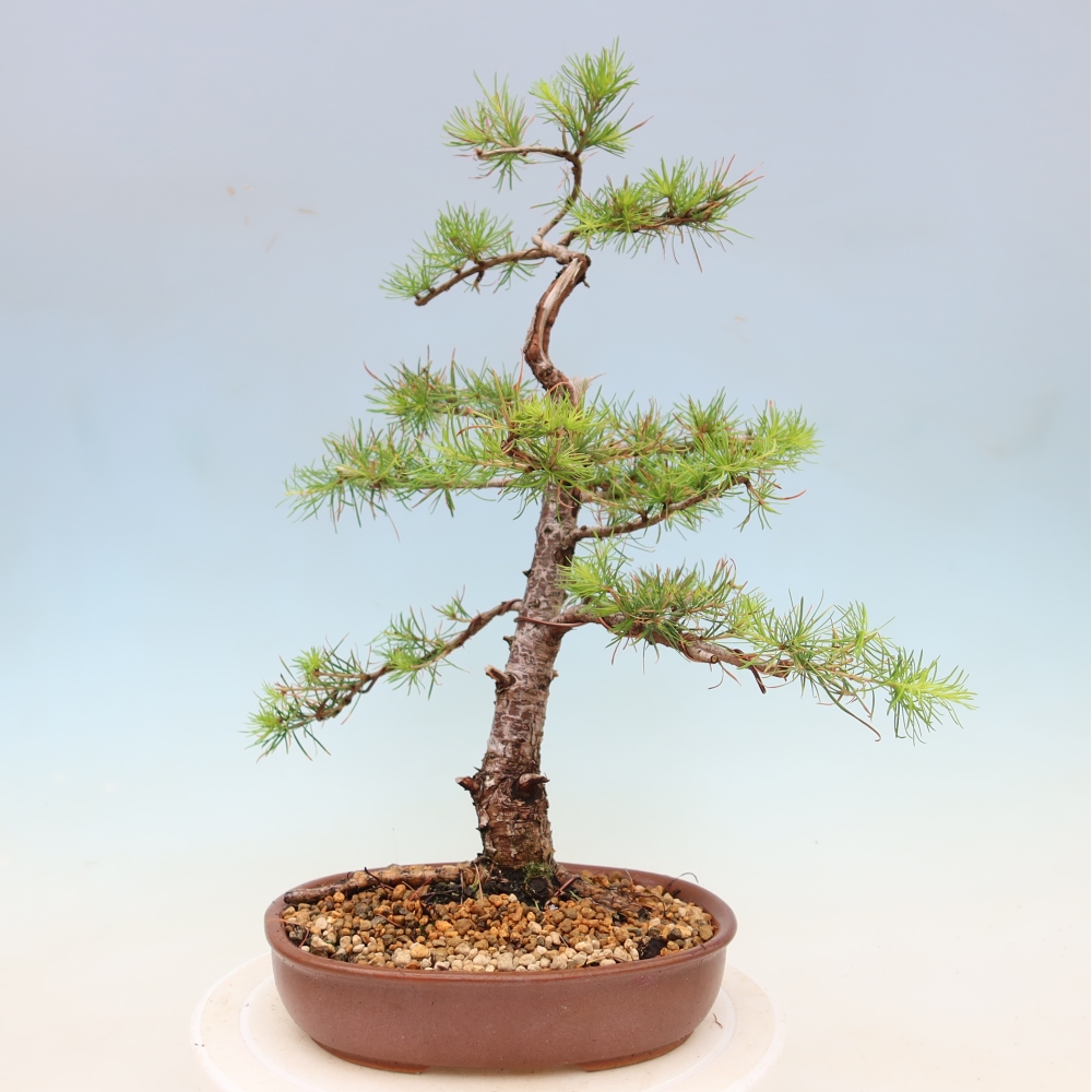 Venkovní bonsai -Larix decidua - Modřín opadavý 