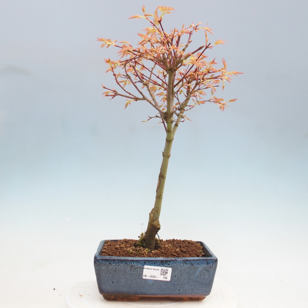 Javor dlanitolistý - Acer palmatum Beni Tsukasa