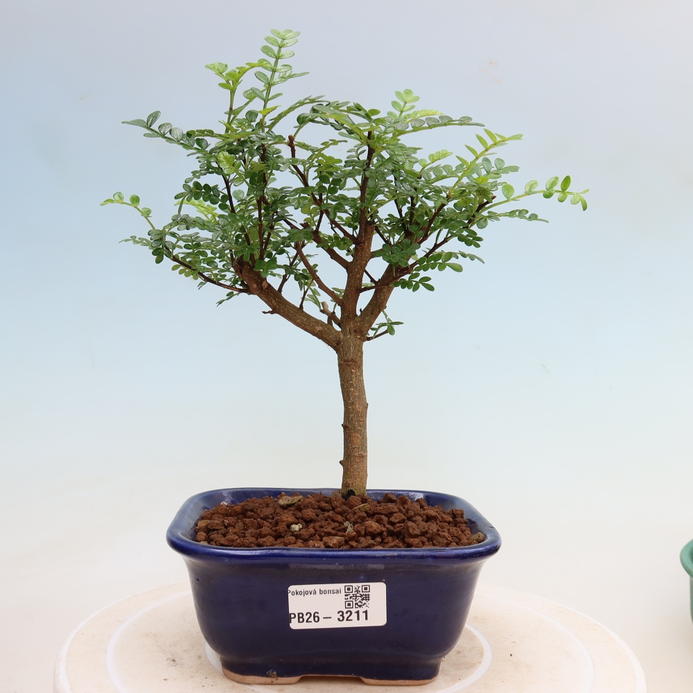 Pokojová bonsai - Zantoxylum piperitum - Pepřovník