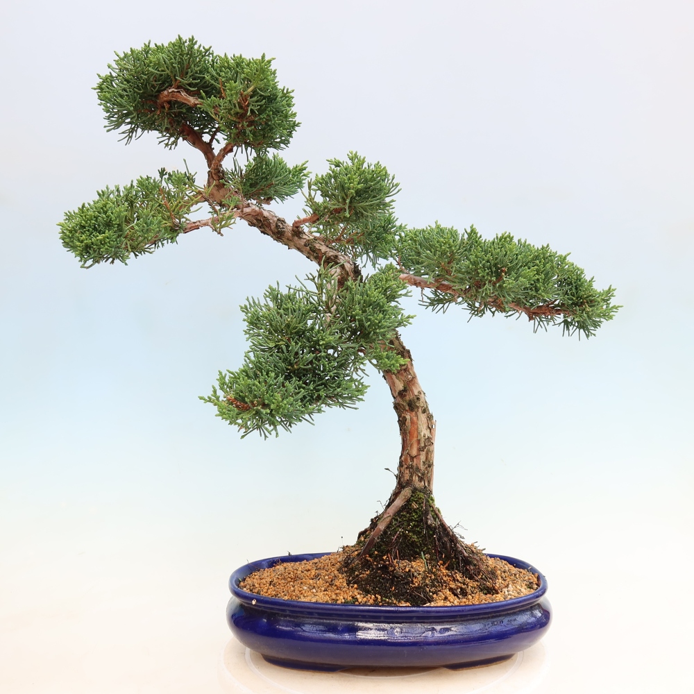 Venkovní bonsai - Juniperus chinensis Kishu -Jalovec čínský
