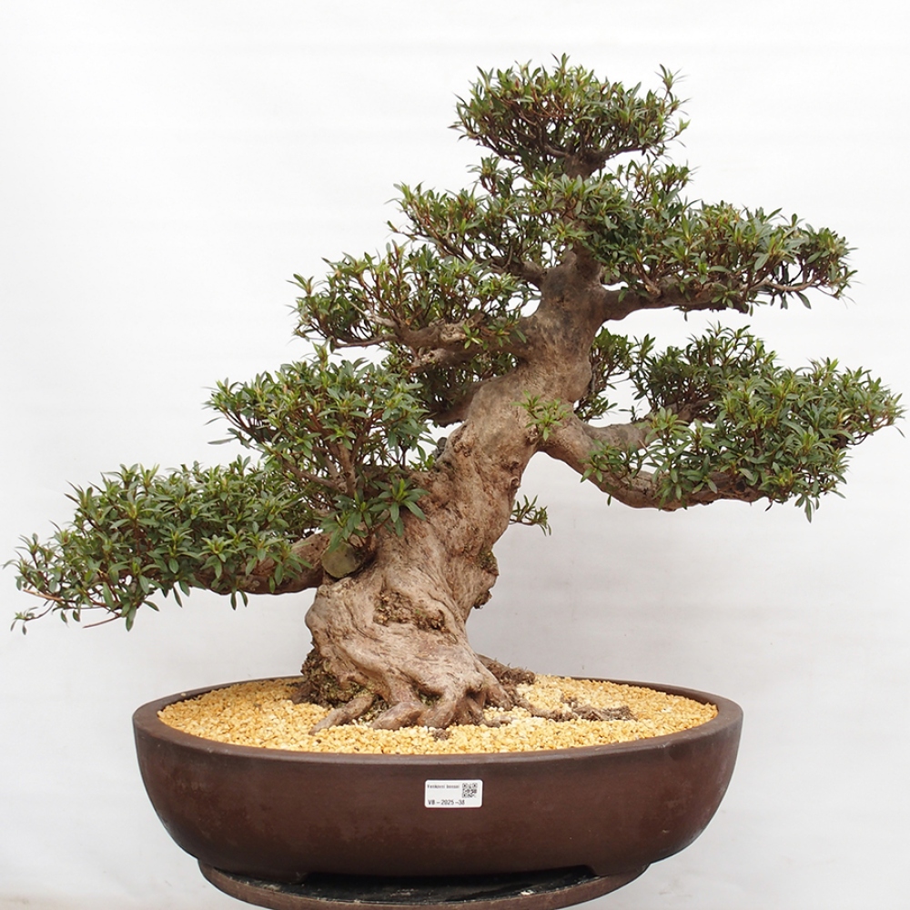 Venkovní bonsai - Japonská azalka - Azalea Satsuki