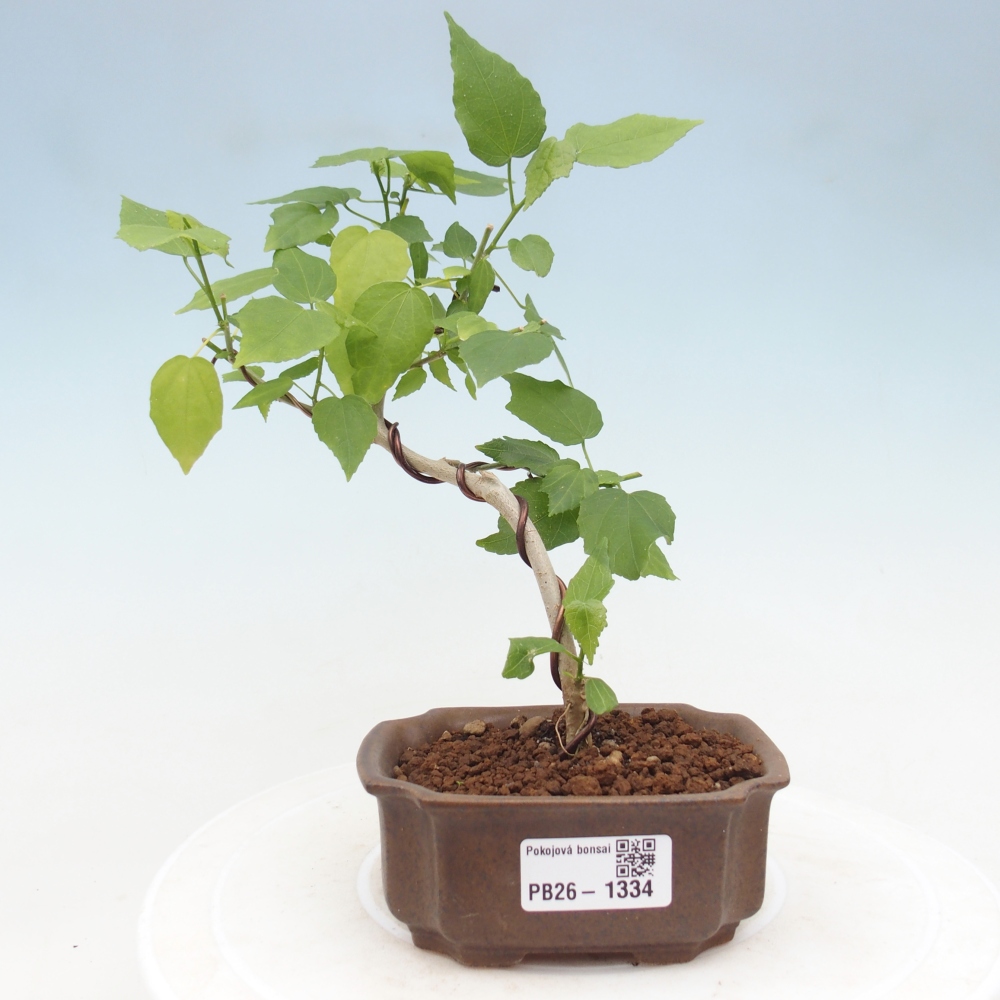 Pokojová bonsai - Malvaviscus arboreus - ibiškovec dřevnatý