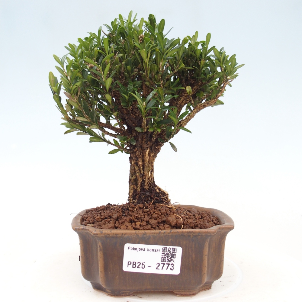 Pokojová bonsai - Buxus harlandii -korkový buxus