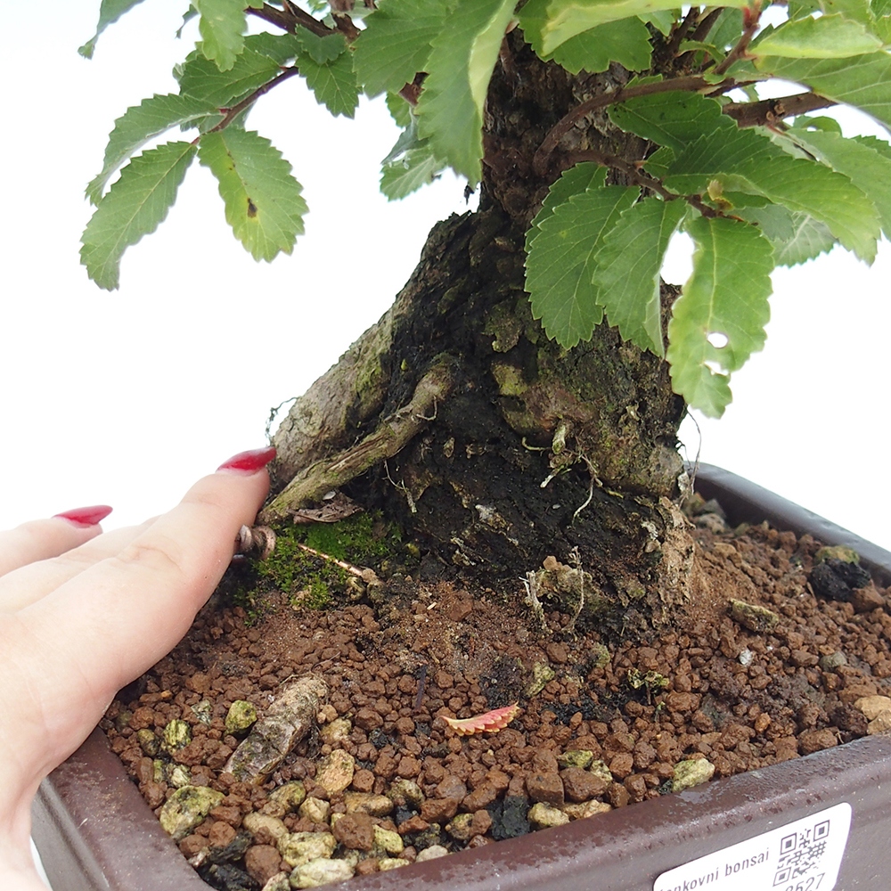 Venkovní bonsai - Zelkova - Zelkova serrata