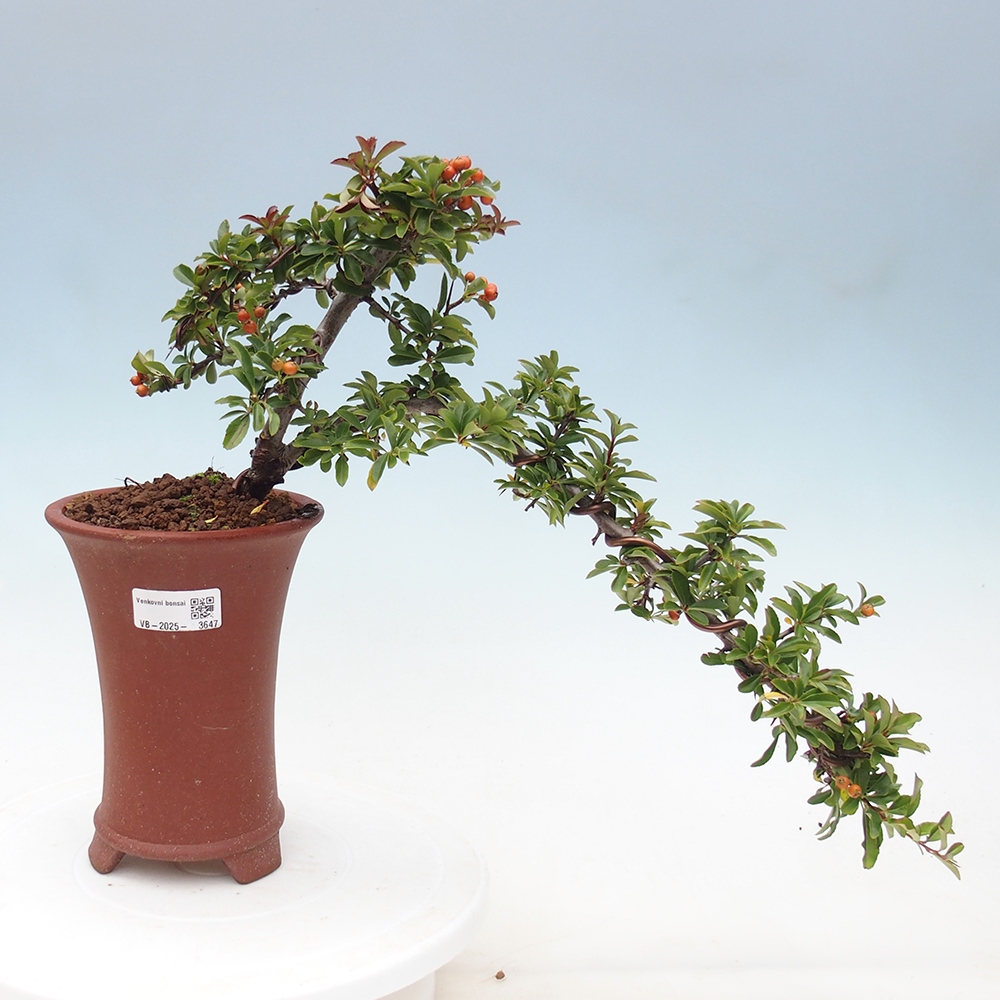 Venkovní bonsai-Pyracanta Teton -Hlohyně