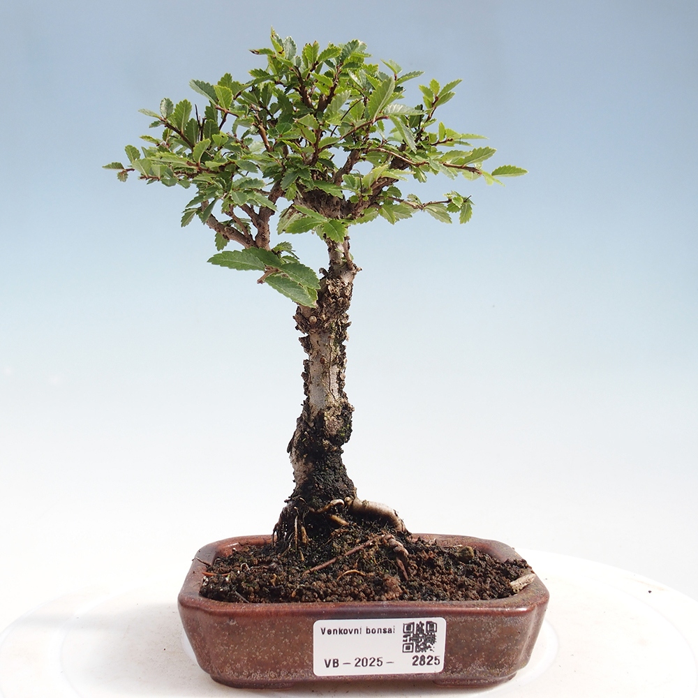 Venkovní bonsai - Zelkova - Zelkova NIRE