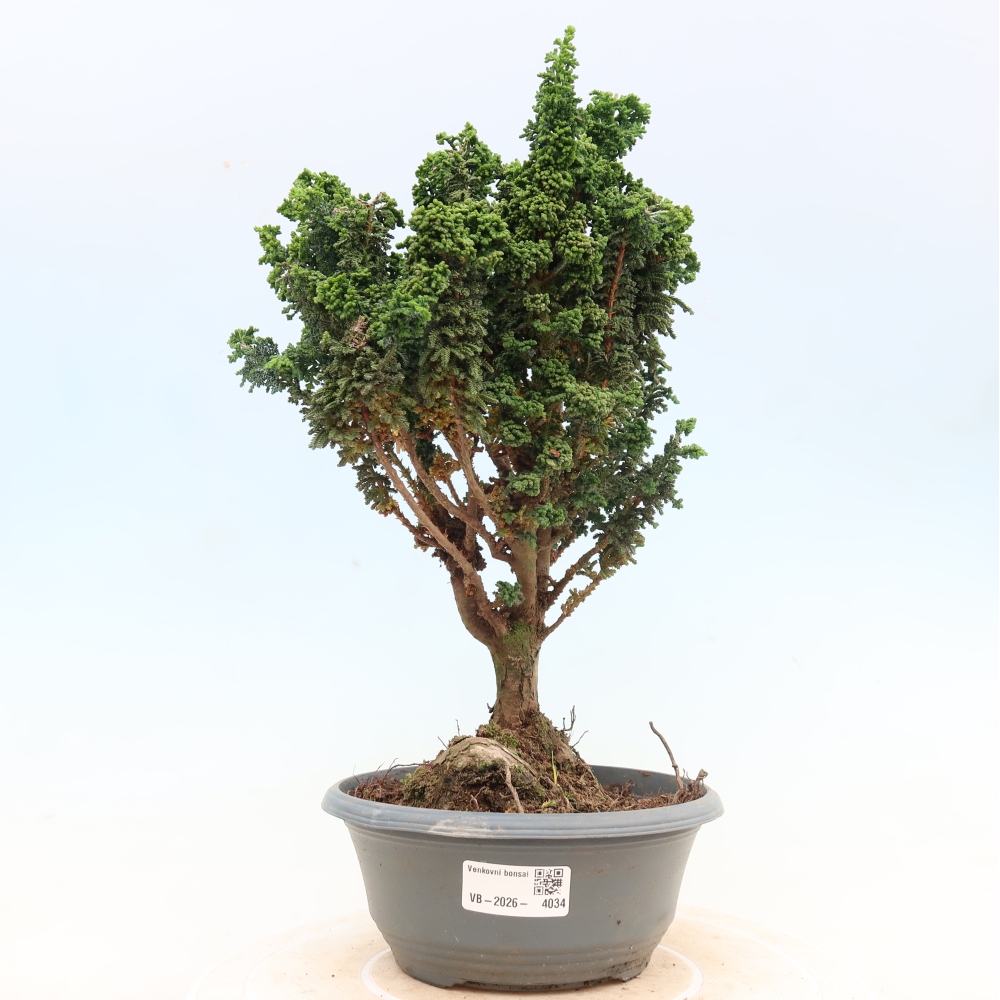 Venkovní bonsai - Cham. obtusa SEKKA HINOKI - Cypřišek